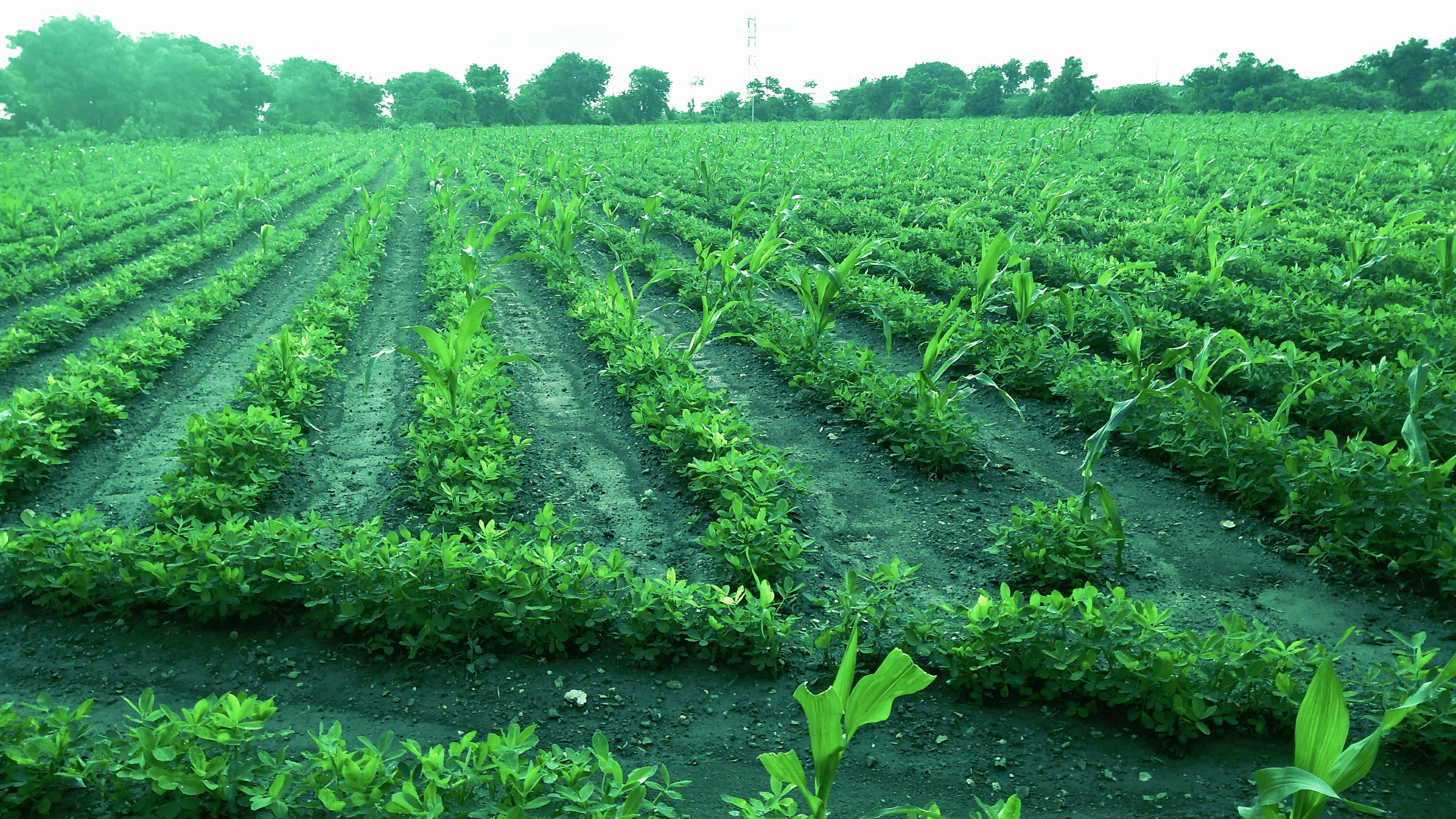 Catalyst Harvest Fund Hero